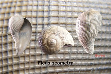 Ficus geometra (Borson,1852) Pliocene Rio Torsero (SV)